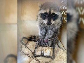 A juvenile raccoon in Langley was euthanized last week after it was caught in a rogue animal trap and left to suffer.