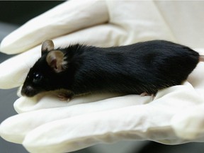 After decades of animal testing, we do have cures for stroke, heart failure, diabetes, Parkinson’s, Alzheimer’s, cystic fibrosis, and most cancers — but only in mice.