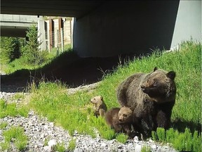 An unmarked female grizzly with her two young cubs that officials have observed in close proximity to the Town of Canmore since May. Alberta Environment and Parks say the grizzly bear is very likely to be the same one encountered by Olympian Emma Lunder earlier this month (Courtesy Alberta Environment and Parks)