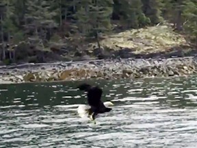 Vancouver fire chief Darrell Reid shot a breathtaking video of a bald eagle catching a fish on the Sunshine Coast.