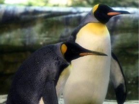 Ping and Skipper, a couple of gay penguins, have adopted an egg abandoned by its mother. Here they are pictured in the Berlin Zoo in August.