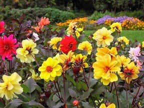 The garden has a variety of greenery, including fruit, flowers and three cannabis plants nestled among the foliage