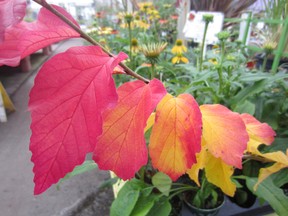 Parrotia persica has truly stunning autumn colour, and when planted in a container or garden, can help you extend your patio season well beyond September.