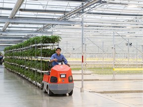 Houweling Nurseries is still growing tomatoes while a retrofit for cannabis production is underway.