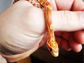 This juvenile corn snake "Maize" was stolen from a home in Abbotsford in early August, 2019.