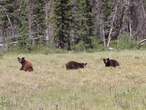 Three black bear cubs found in a Vermilion Lakes washroom in April 2017 have been returned to Banff National Park. Photo by Parks Canada