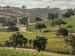 The landscape of Paso Robles is wildly varied, with rolling hills, plains and valleys striped with vines and dotted with the region’s namesake oak trees.