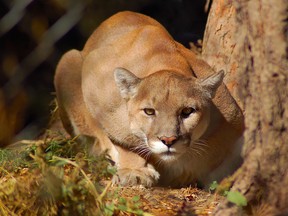 A file photo of a cougar. A Saanich woman had a close encounter at her Carman Street home, near Camosun College and Hillside mall, this week.