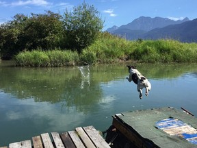 The Widgeon Marsh Regional Park Reserve near Pitt Lake.