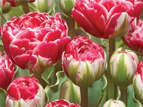 Tulip 'Dazzling Sensation'