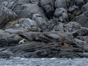 A polar bear stalks a walrus in Canada's north.