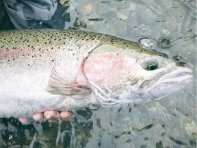 Steelhead spawning streams are among the most endangered in B.C.