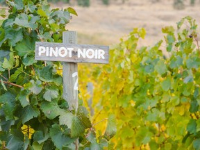 Pinot Noir leads all other reds in growth in B.C., gaining in size by 79 per cent between 2006 and 2014, covering 433 hectares.
