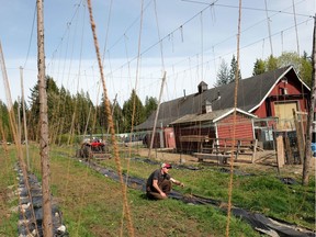 Persephone Brewing Co. CEO Brian Smith in the brewery's hop yard in Gibsons in 2016. The company grows hops for its beer and has several acres dedicated to eggs and vegetable crops as part of a social enterprise that employs people with developmental disabilities. (Simon Hayter/PNG FILES)