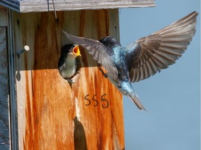 A male tree swallow feeds his chick in one of the nest boxes in Lost Lagoon installed by the Stanley Park Ecology Society. Photo: Frank Lin [PNG Merlin Archive]