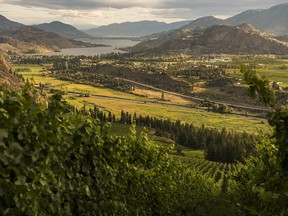 The view south to Skaha Lake from the upper vineyards at See Ya Later Ranch winery. Okanagan Falls, BC.