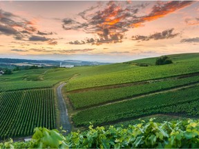 The chalk in Champagne soils acts as natural reservoir storing 300-400 litres of water per cubic metre that feed the vines a slow, steady, supply even amid severe droughts