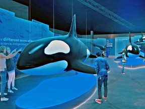 Artist's rendering of the Royal B.C. Museum's exhibition Orcas: Our Shared Future, featuring three life-sized replica orcas. It's scheduled to open next summer.