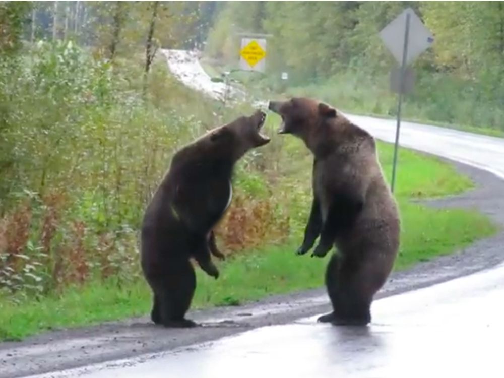 Rare footage of grizzly bears fighting on B.C. highway posted on social media