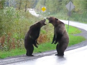 Still from Facebook video of two grizzly bears fighting, taken by Cari McGillivray.