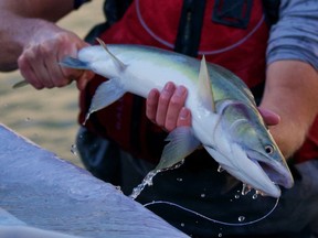 Removing fish from seine net before they are measured and radio-tagged. The massive Big Bar slide narrowed the Fraser River, creating a five-metre drop that is blocking migrating salmon.