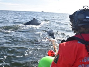 With the assistance of fishery officers and the Canadian Coast Guard, a marine mammal rescue team successfully freed an entangled humpback whale in Barkley Sound, near Ucluelet.