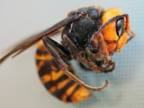 An Asian giant hornet.