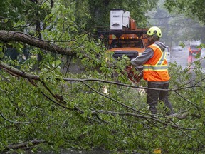 A worker removes a fallen tree blocking a road in Dartmouth, N.S. as hurricane Dorian approaches on Saturday, Sept. 7, 2019.