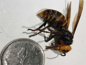 Asian giant hornet