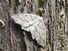 A hemlock looper moth rest on a tree in Lynn Valley, North Vancouver, August 12, 2019.