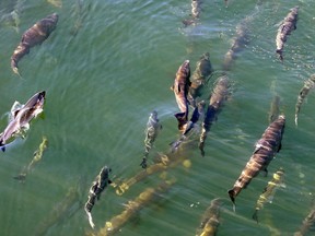 File - In this Sept. 14, 2017, file photo, salmon circle just below the surface inside a lock where they joined boats heading from salt water Shilshole Bay into fresh water Salmon Bay at the Ballard Locks in Seattle. Federal scientists say they're monitoring a new ocean heat wave off the West Coast. Researchers with the National Oceanic and Atmospheric Administration said Thursday, Sept. 5, 2019, the expanse of unusually warm water stretches from Alaska to California, and it resembles a similar heatwave that disrupted marine life five years ago. It remains to be seen whether this heat wave will linger or dissipate more quickly than the last one.