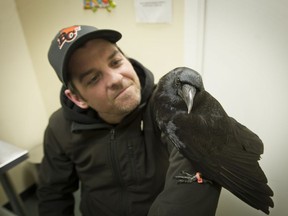 Canuck the Crow with Shawn Bergman, who has become close to the bird. The wild crow was knocked unconscious at a soccer game at Adanac Park by a fan with an umbrella in March 2017.