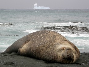 This photo taken on November 17, 2009 and released by the Australian Antarctic Division on November 24, 2009, shows an iceberg floating past an elephant seal on Australia's Macquarie Island.