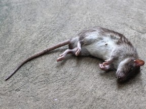 Le District de North Vancouver votera sur l'interdiction de la mort-aux-rats
