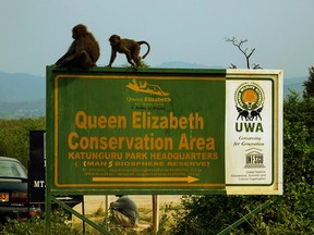 Baboons clamber on a sign at the entrance to Queen Elizabeth National Park in Uganda.