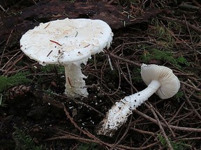 Smith's amanita (Amanita smithiana) mushrooms. Photo: Dick Culbert / Flickr