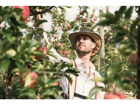 Summerland orchardist Steve Brown is finishing off his apple harvest this week. BC Tree Fruits photo.