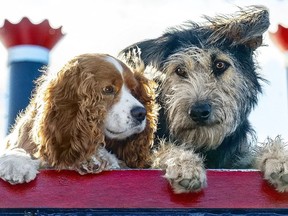 Lady (voiced by Tessa Thompson) and Tramp (Justin Theroux) in Disney's live-action Lady and the Tramp. 2019 [PNG Merlin Archive]