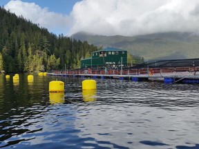 A fish farm near Tofino. B.C.'s industry is based on a hybrid system in which smolts are grown in land-based facilities and then finished in more natural conditions in ocean-based net pens.
