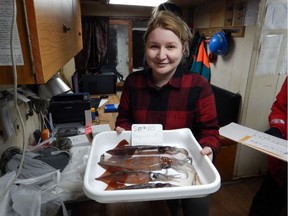 Svetlana Esenkulova is a biological oceanographer aboard the Russian research vessel Kaganovsky, with squid harvested from the test fishing area.