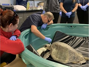 A rare tropical sea turtle is now recovering from dangerously low body temperature after being rescued in the chilly waters near Port Alberni earlier this week.