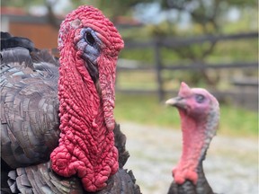 Turkeys Mo, left, and Leonard are the guests of honour at a special vegan Thanksgiving dinner Sunday night in Aldergrove at the Happy Herd Farm Sanctuary, a sanctuary for abused or at risk farm animals.