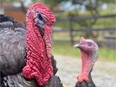 Turkeys Mo, left, and Leonard are the guests of honour at a special vegan Thanksgiving dinner Sunday night in Aldergrove at the Happy Herd Farm Sanctuary, a sanctuary for abused or at risk farm animals.