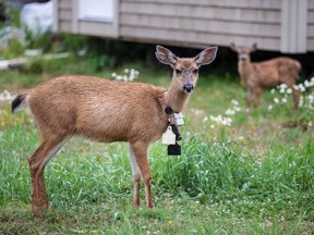 About 60 female deer in Oak Bay have been given a contraceptive vaccine as part of a cutting-edge project to cut down on the black-tailed deer population. A deer wearing a radio collar is seen on Beach Drive in Oak Bay in July.