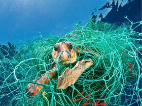 A loggerhead turtle is ensnared in an old plastic fishing net in the Mediterranean Sea off the coast of Spain. "Ghost fishing" by derelict or abandoned fishing gear is a big threat to sea turtles and other marine mammals. Photo: Jordi Chias, National Geographic