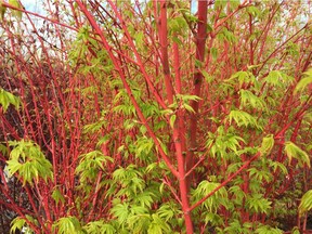 Coral Bark Maples are stunning any time of year.