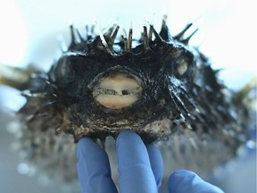 Gavin Hanke, curator of Vertebrate Zoology, shows off a spotted porcupine puffer fish in his lab in the Fannin Tower at the Royal B.C. Museum. Photo: ADRIAN LAM, TIMES COLONIST