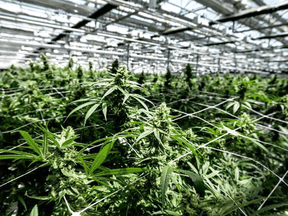 CannTrust marijuana plants at their Pelham, Ont., facility.