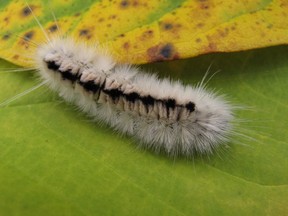 A tussock moth caterpillar