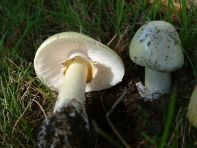 Amanita phalloides, more commonly known as "death cap" mushroom.